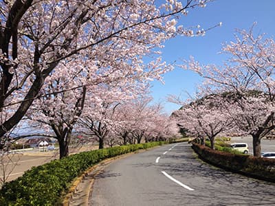 桜ゴルフ倶楽部 ゴルフ場 コース写真